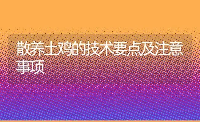 散养土鸡的技术要点及注意事项 | 养殖常见问题