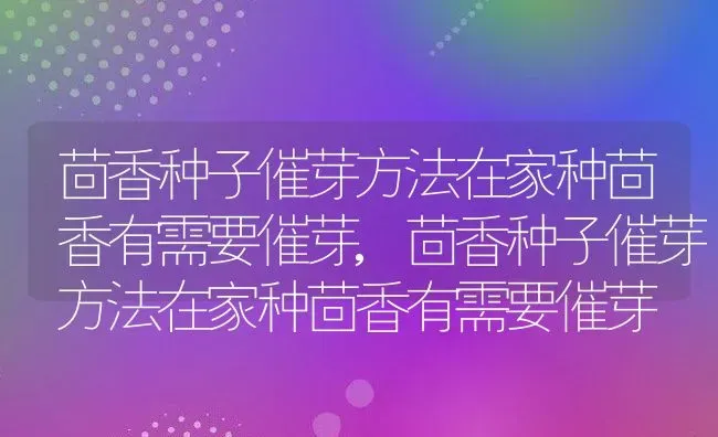 茴香种子催芽方法在家种茴香有需要催芽,茴香种子催芽方法在家种茴香有需要催芽 | 养殖常见问题