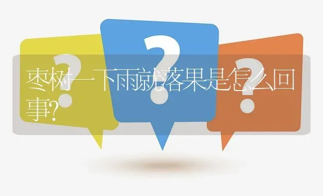 枣树一下雨就落果是怎么回事? | 养殖问题解答