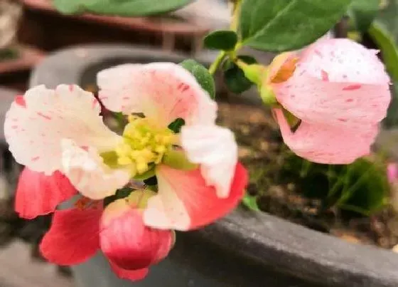 植物常识问题|常年开花又好养的花卉盆栽 什么植物花期长四季开花