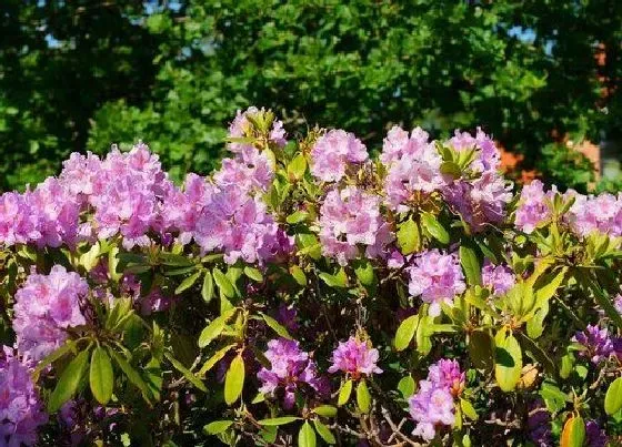 植物常识问题|杜鹃如何修剪来年开花更美