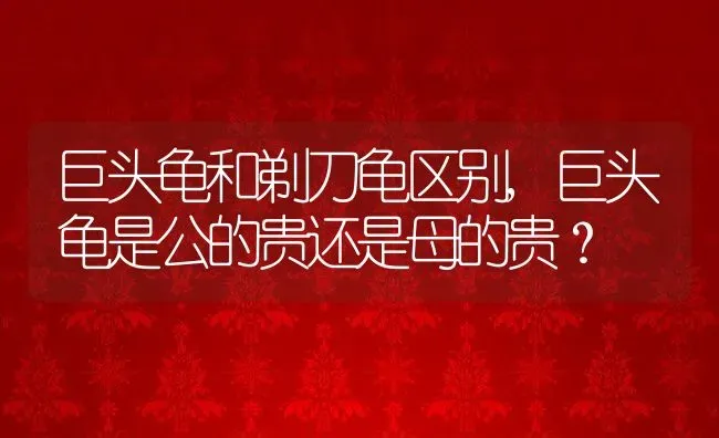 巨头龟和剃刀龟区别,巨头龟是公的贵还是母的贵？ | 养殖常见问题