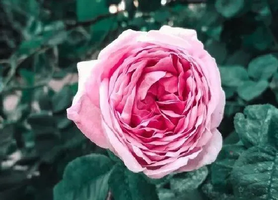 植物常识问题|欧月和月季花的区别