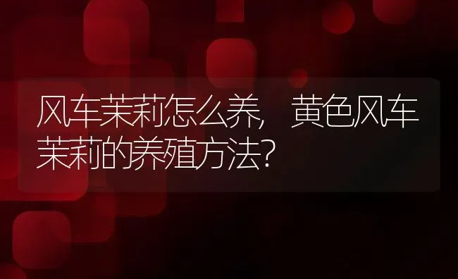 风车茉莉怎么养,黄色风车茉莉的养殖方法？ | 养殖常见问题