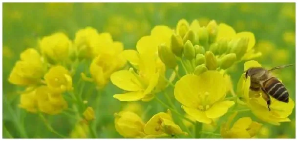 养蜂爬蜂原因 | 农业问题