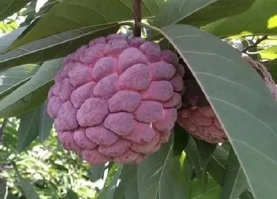 植物常识问题|十大最有营养的水果图片 营养价值高越吃越健康的水果