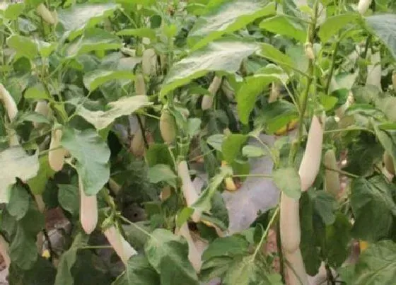 植物常识问题|盆栽茄子养护都有哪些注意事项