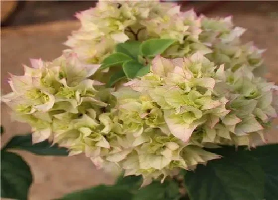 植物常识问题|三角梅修剪要掌握哪些技巧冒出的芽才会多