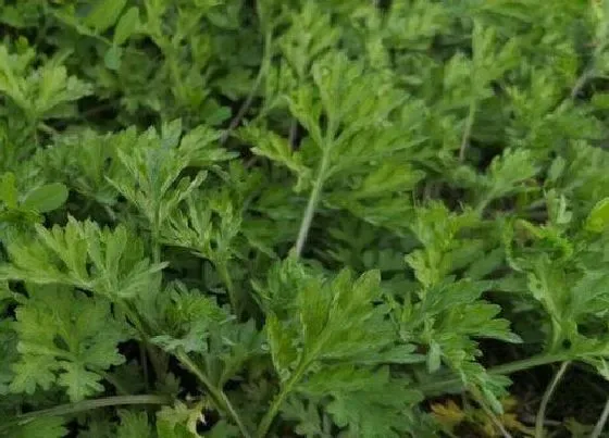 植物常识问题|蒿子和艾草的区别