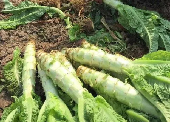 植物常识问题|莴苣和莴笋的区别图片