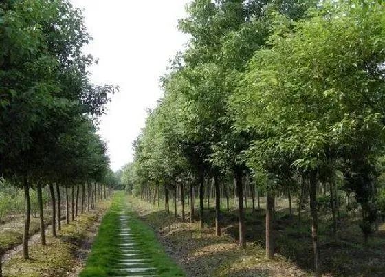 植物常识问题|樟树长什么样子图片 有什么特点及价值