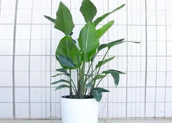 植物常识问题|怎样来正确的栽植鹤望兰呢