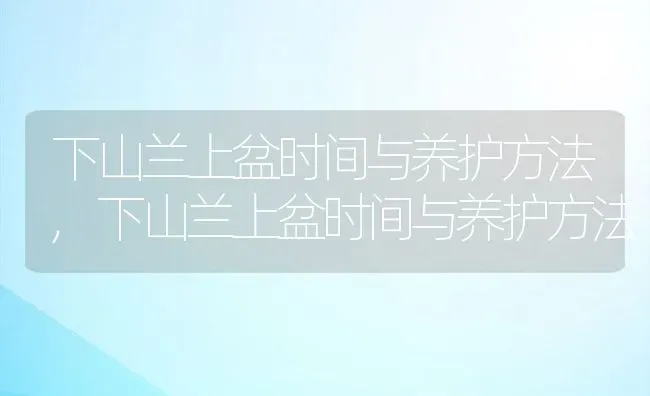 下山兰上盆时间与养护方法,下山兰上盆时间与养护方法 | 养殖常见问题