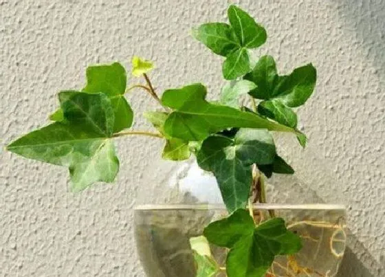 植物常识问题|常春藤风水摆放三不要 家里摆放风水禁忌