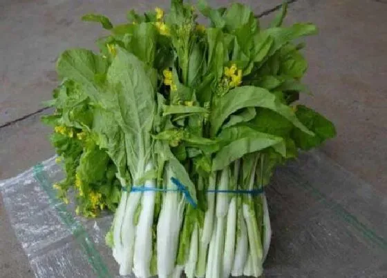 植物常识问题|白菜什么时候种