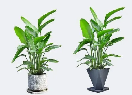 植物常识问题|怎样来正确的栽植鹤望兰呢