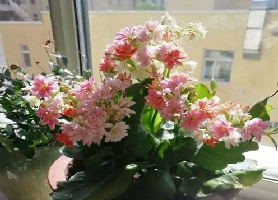 植物常识问题|立秋以后如何修剪长寿花