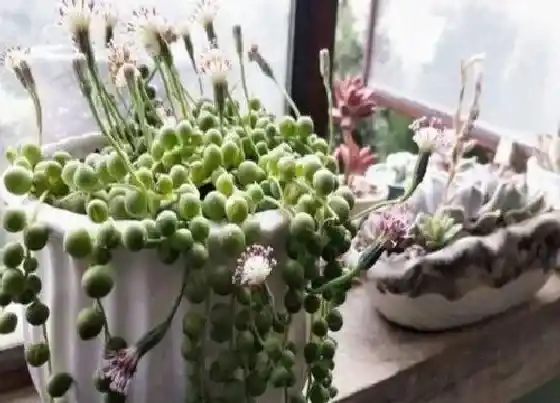 植物常识问题|怎样才能把多肉植物一盆变多盆呢