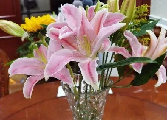 植物常识问题|百合品种