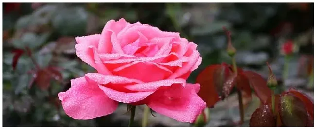 月季花的特点有哪些 | 三农答疑
