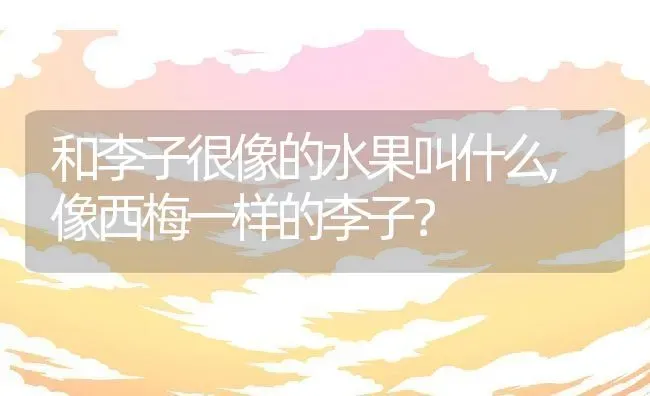 和李子很像的水果叫什么,像西梅一样的李子？ | 养殖常见问题