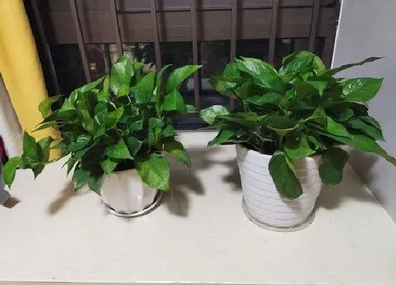 植物常识问题|绿萝吊兰叶子经常发黄怎么办