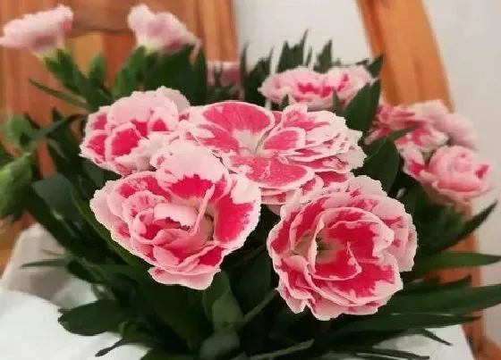 植物常识问题|石竹花可以露天过冬吗 北方石竹花在室外会冻死吗