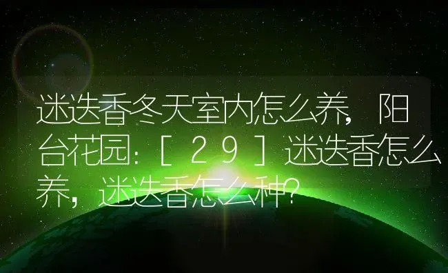 迷迭香冬天室内怎么养,阳台花园：[29]迷迭香怎么养，迷迭香怎么种？ | 养殖常见问题