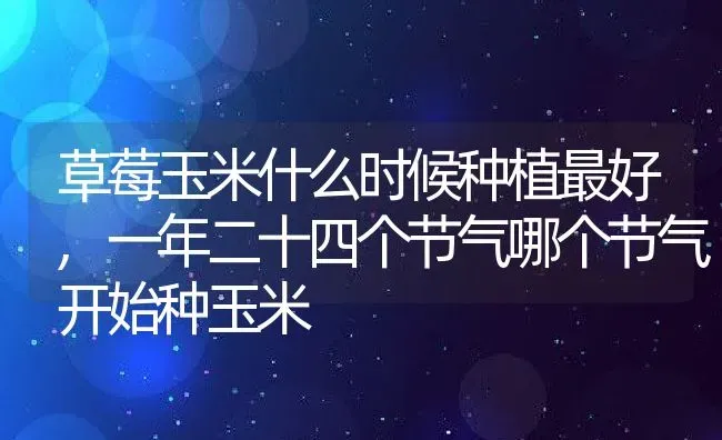 草莓玉米什么时候种植最好,一年二十四个节气哪个节气开始种玉米 | 养殖常见问题