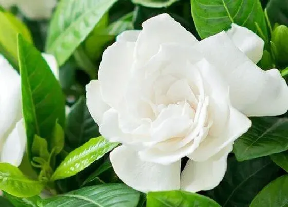 植物常识问题|栀子花如何养护四季开花不断
