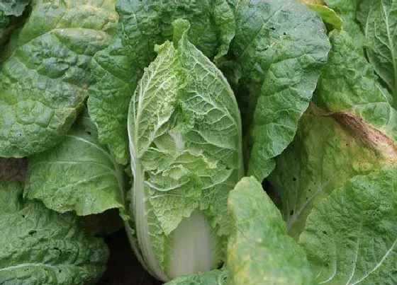 植物常识问题|白菜什么时候种