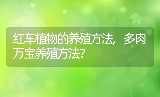 红车植物的养殖方法,多肉万宝养殖方法？ | 养殖常见问题