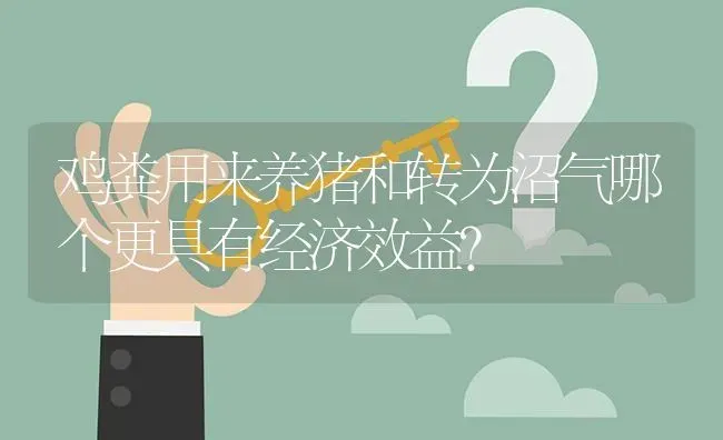 鸡粪用来养猪和转为沼气哪个更具有经济效益? | 养殖问题解答