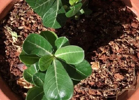 植物常识问题|扦插的沙漠玫瑰长新芽如何处理