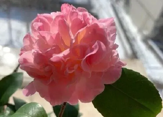 植物常识问题|茶花如何养殖花期开爆盆
