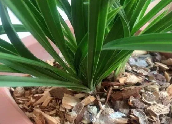 植物常识问题|兰花如何处理养活就简单了