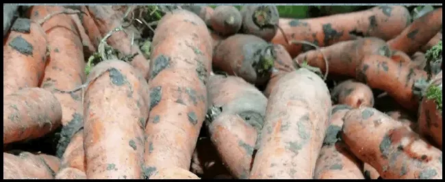 秋季胡萝卜的种植方法 | 三农问答