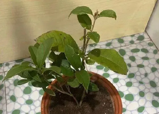 植物常识问题|桂花怎么养 养殖方法