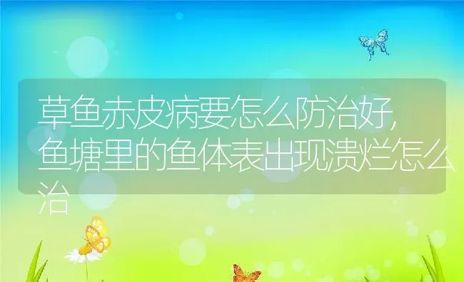 草鱼赤皮病要怎么防治好,鱼塘里的鱼体表出现溃烂怎么治 | 养殖常见问题