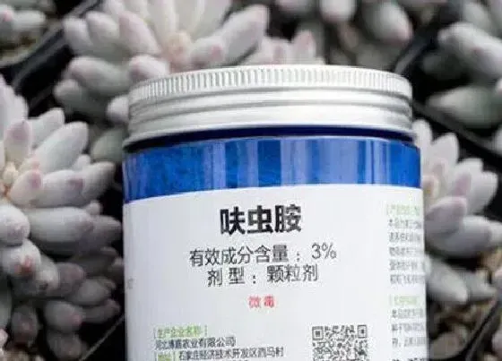 植物常识问题|三伏天养护多肉使用呋虫胺什么虫害也不怕