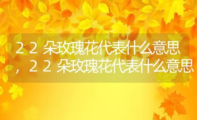 22朵玫瑰花代表什么意思,22朵玫瑰花代表什么意思 | 养殖常见问题