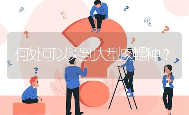何处可以买到大型肉螺种? | 养殖问题解答