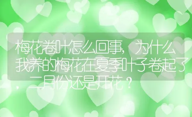 梅花卷叶怎么回事,为什么我养的梅花在夏季叶子卷起了，二月份还是开花？ | 养殖常见问题