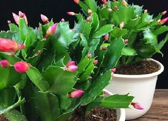 植物常识问题|扦插蟹爪兰叶片腐烂如何避免