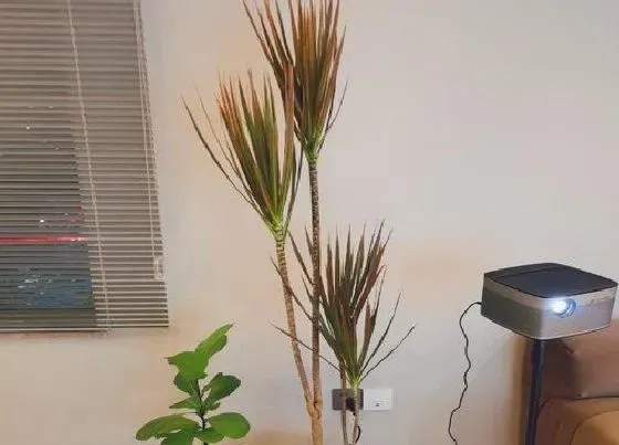 植物常识问题|千年木好养活吗