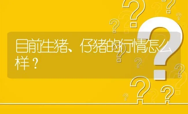 目前生猪、仔猪的行情怎么样? | 养殖问题解答