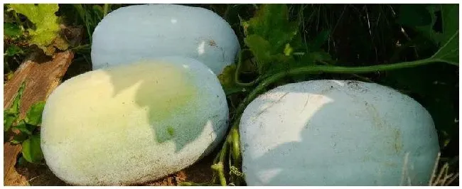 冬瓜亩产量一般是多少公斤，附种植方法 | 农业常识