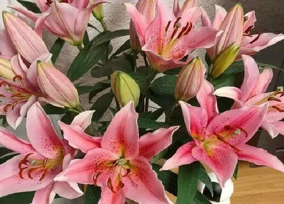 植物常识问题|百合品种
