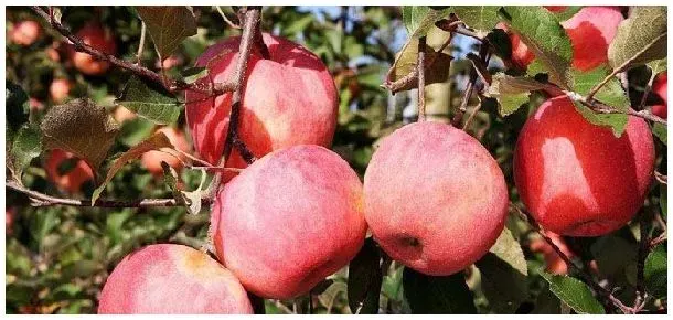 苹果树需要什么肥料 | 生活常识