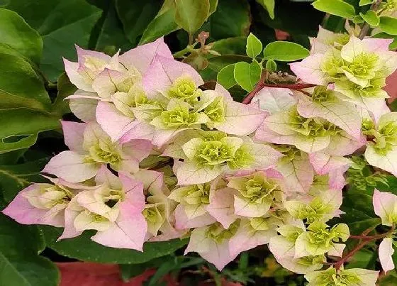 植物常识问题|如何将三角梅新芽养壮